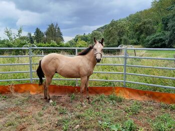 Quarter Horse Wallach