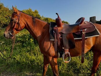 Quarter Horse Wallach mit bester Cutting-Abstammung - menschenbezogen, verspielt & vielseitig