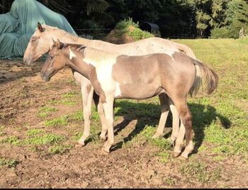 Quarter Horse Hengst – 12 Monate – typvoller Nachwuchs