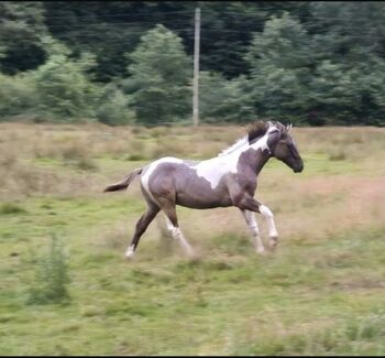 Quarter Horse Hengst – 12 Monate – typvoller Nachwuchs, Isabell, Horses For Sale, Heltersberg