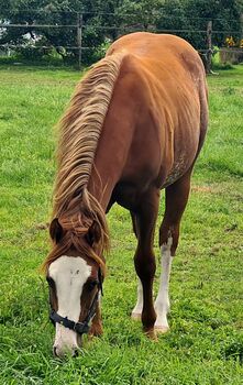 Quarter Horse Hengst ** Jaba Oak/Electric Code **, Ilse , Horses For Sale, Markelo