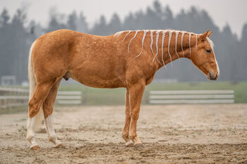 Quarter Horse stallion, Filip, Pferd kaufen, Straza