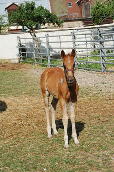 Quarter Horse Hengstabsetzer