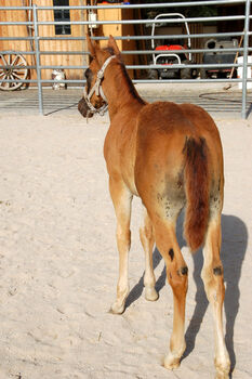 Quarter Horse Hengstabsetzer, Elmar Bayer, Horses For Sale, Kemnath