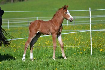 Quarter Horse Hengstfohlen in Traumoptik mit blauen Augen