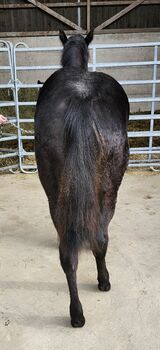 Quarter Horse Hengstjährling mit außergewöhnlicher Abstammung