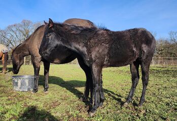 Quarter Horse Hengstjährling mit außergewöhnlicher Abstammung, Kerstin Rehbehn (Pferdemarketing Ost), Pferd kaufen, Nienburg