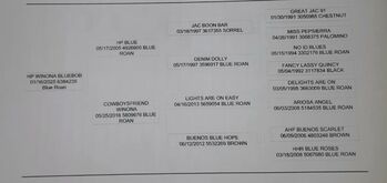 Quarter Horse Hengst von 01/2025, Blue Roan, homozygot Roan, Foundation