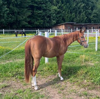 Quarter Horse Hengst