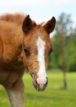 Quarter Horse Hengst Jährling