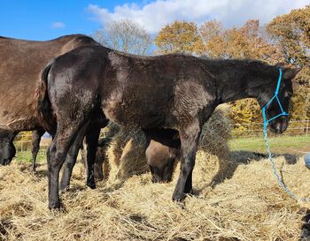 Quarter Horse Hengstjährling mit außergewöhnlicher Abstammung