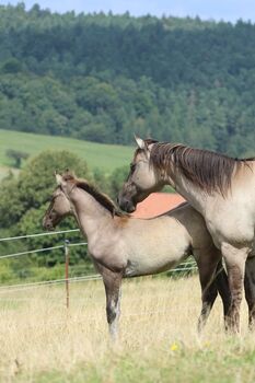 Im Ranchhorsetyp stehendes Quarter Horse Hengstfohlen in grullo