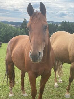 Quarter Horse