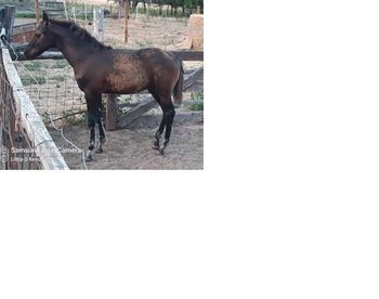 Quarter horse, Bianca Drenth, Horses For Sale, Szentkirály