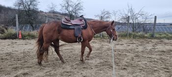 Quarter horse, Szőr Helga, Horses For Sale, Szuhakálló