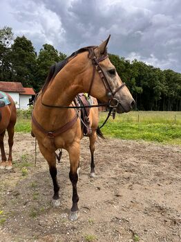 Quarter Horse, Silvo Sok, Horses For Sale, Gorišnica