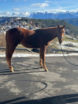 Quarter Horse, Florian Plattner , Konie na sprzedaż, Jenesien 