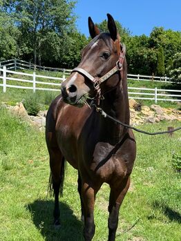 Quarter Horse