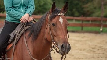 Quarter Horse Stute 11 Jahre