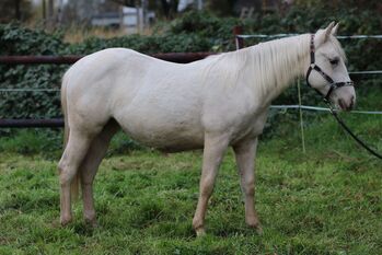 Quarter Horse Stute 2J. in palomino