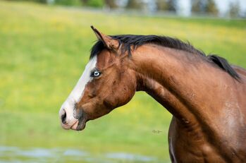 Quarter Horse Stute Zuchtstute, Kirchmann, Horses For Sale, Heimenkirch