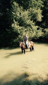 Quarter Horse Stute zu verkaufen