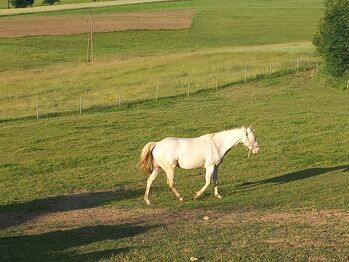 Quarter Horse Stute