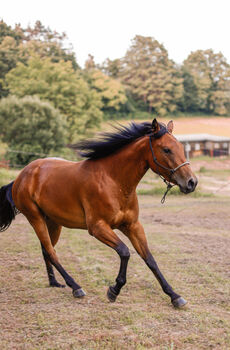 Quarter Horse Stute, Belinda Kirnbauer, Horses For Sale, Heiligenkreuz im Lafnitztal