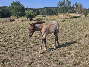 Quarter Horse Stute, Bianca Lenz , Horses For Sale, Loibes