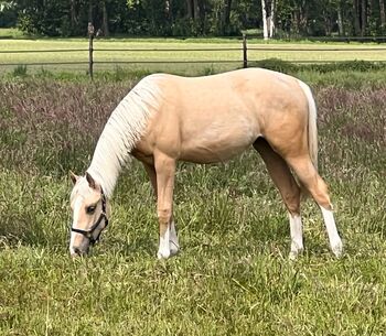 Quarter Horse Stute in Traumoptik- doppelt registriert, Kerstin Rehbehn (Pferdemarketing Ost), Horses For Sale, Nienburg