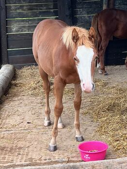 Quarter Horse Stute mit herausragender Abstammung