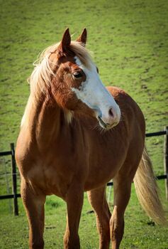 Quarter Horse Stute mit herausragender Abstammung, Kerstin Rehbehn (Pferdemarketing Ost), Horses For Sale, Nienburg
