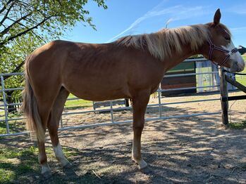 Quarter Horse Stute mit herausragender Abstammung