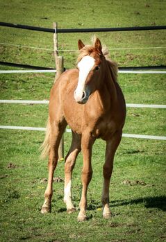 Quarter Horse Stute mit herausragender Abstammung
