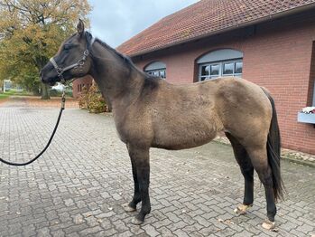 Quarter Horse Stute 2,5Jahre in der schönen Farbe Grullo, Regina Klut , Horses For Sale, Anderlingen