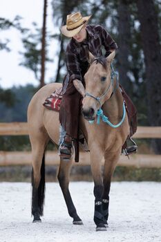 Quarterhorse Stute mit Papieren