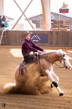 Quarter horse, Ashton  Verdenne , Pferd kaufen, Aywaille 