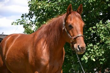 Quarter Horse, Nicole, Pferd kaufen, Stadln