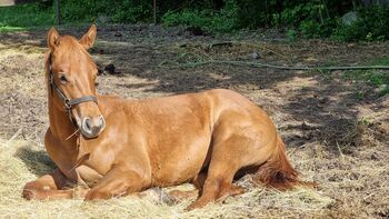 Quarter horse, Michaela , Pferd kaufen, Banská Štiavnica 