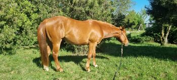 Quarter horse, Szőr Helga, Pferd kaufen, Szuhakálló
