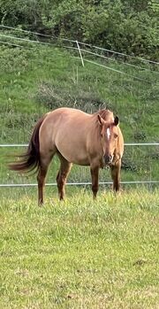 Quarter Horse red dun Holly