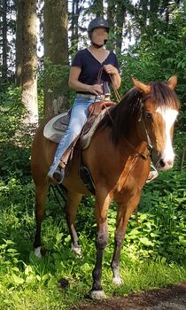 Quarter Horse Wallach