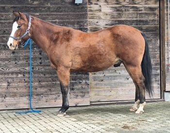 Quarter Horse Wallach