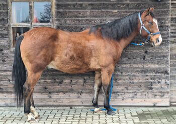 Quarter Horse Wallach, Hans E, Horses For Sale, St.Florian