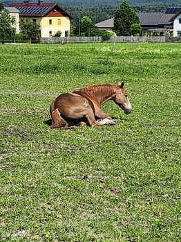 Quater Horse Wallach
