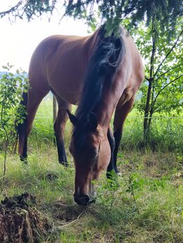 Quarter Horse Wallach