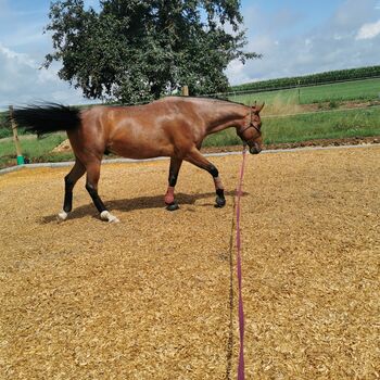 Quarter Horse Wallach, Stefanie Sudar, Horses For Sale, Bachhagel 