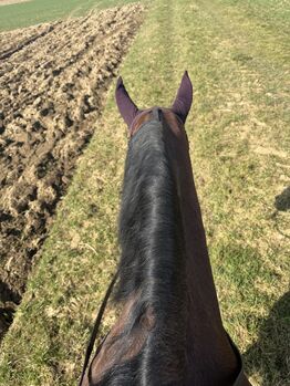 Quarter Horse Wallach