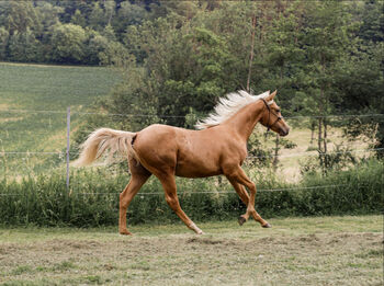 Quarter Horse Hengst, Belinda Kirnbauer, Horses For Sale, Heiligenkreuz im Lafnitztal