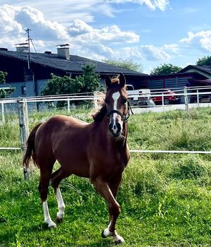 Quarter Horse Hengst, Cavallo, Horses For Sale, Ruden